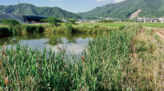 創出したビオトープ（舞鶴若狭道）