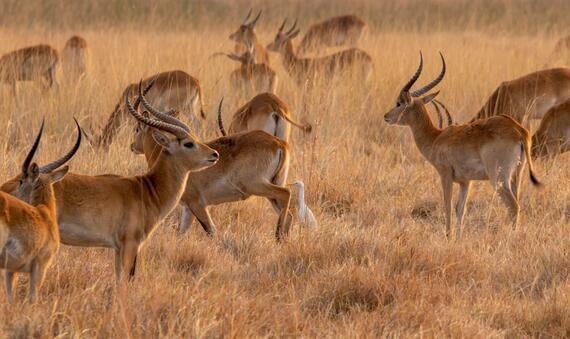 Gazelles 1 