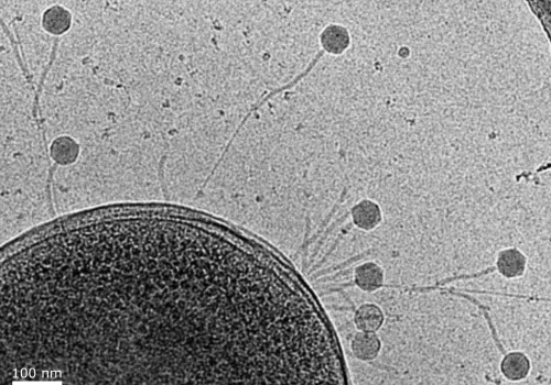 The hunting tactic of bacteriophage JBD30 ignores bacterial antibiotic resistance