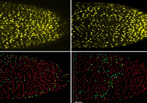 Oilseed rape is protected from the cold and saline soils by the same mechanisms as a laboratory plant: Does it open a path to more resilient crops?