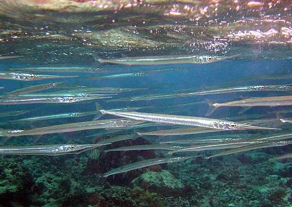 A school of reef needlefish near American Samoa. These distinctively shaped fish are capable of making short jumps out of the water at up to 60 km/h (37 mph). Since needlefish swim near the surface, they often leap over the decks of shallow boats rather than going around. Occasional deaths and serious injuries have been attributed to needlefish. Photo courtesy of the US National Park Service.