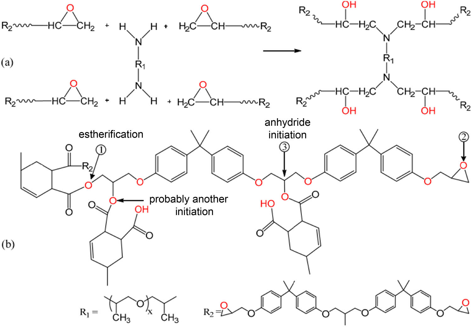 Figure 12 
               Networks scheme generated by reaction between epoxy DGEBA and (a) polyetheramine hardener and (b) anhydride hardener [60].
            