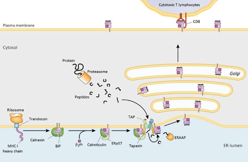 Figure 1: Pathway of major histocompatibility complex I (MHC I) mediated antigen processing.Antigenic peptides, derived from ubiquitin-proteasome degradation, are translocated from the cytosol into the lumen of the endoplasmic reticulum (ER) by the heterodimeric the transporter associated with antigen processing (TAP)1/TAP2. In the ER lumen, a peptide-loading complex is formed, which stabilizes TAP and MHC I molecules for efficient peptide loading. Stable peptide-MHC I complexes are delivered via the Golgi-network to the cell surface, where they are presented to cytotoxic T lymphocytes [adapted from (Parcej and Tampé, 2010)].