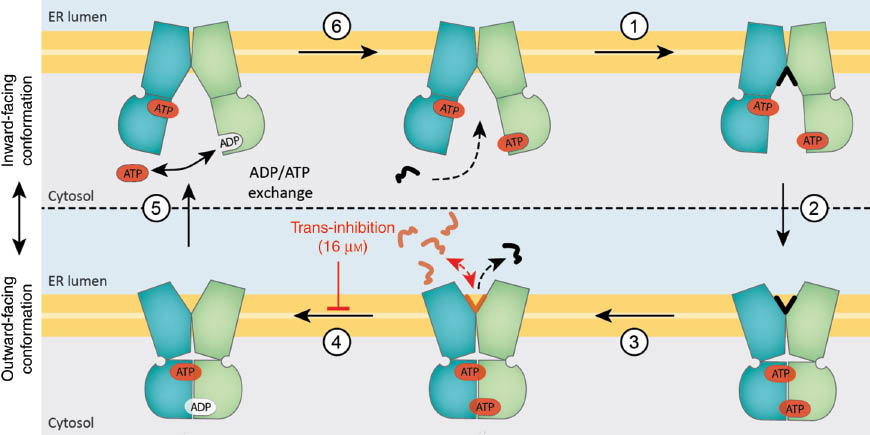 Figure 3: Current model of antigen translocation by the transporter associated with antigen processing (TAP).Upon independent binding of one peptide and two ATPs to TAP in its inward-cytosolic-facing conformation (1), nucleotide-binding domains (NBDs) dimerize and structural rearrangements switch the TAP complex to the outward-facing state (2), thereby releasing the peptide into the lumen of the endoplasmic reticulum (ER) (3). Next, ATP hydrolysis (4) switches the transmembrane domains (TMDs) back and leads to an opening of the NBD dimer (5). ADP and Pi release enable binding of new ATP, and thus, another round of transport (6). The degenerate ATP-binding site displays a very low ATPase activity, thus likely carrying an ATP-bound intermediate into the next cycle. A high local ER-lumenal peptide concentration inhibits further peptide transport by a negative feedback mechanism (trans-inhibition) and arrests the TAP complex in an outward-occluded ATP hydrolysis-inactive conformation (adapted from Grossmann et al., 2014).