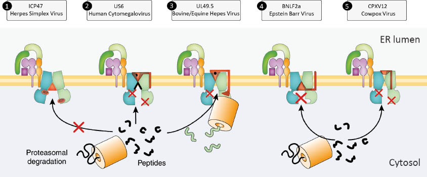 Figure 4: Inhibition mechanisms of viral immune evasions targeting peptide translocation mediated by the transporter associated with antigen processing (TAP).Soluble ICP47 blocks cytosolic peptide binding in a competitive manner. In contrast, the membrane resident CPXV012 prevents ATP binding by an endoplasmic reticulum (ER)-lumenal interaction with a putative low-affinity peptide-binding site with its C-terminal tail. Depending on the species, UL49.5 arrests the TAP complex in a transport-incompetent state by blocking ATP binding to TAP or initiates proteasomal degradation of TAP. The viral factor US6 interferes with TAP from the ER lumen and also prevents ATP binding. Finally, the tail-anchored viral factor BNLF2a inhibits peptide and ATP binding with its cytosolic domain, exploiting a new inhibition mechanism.