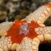 A harlequin shrimp and starfish