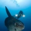 Diving with a sunfish at Nusa Penida
