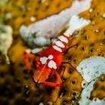 Emperor shrimps can be found in Indonesia