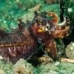 Flamboyant cuttlefish, Ambon