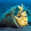 Clown frogfish inside a glass bottle, Sulawesi