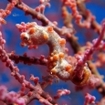 Pink pygmy seahorse on a gorgonian fan, Tulamben, Bali