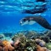 A manta ray swimming close to the surface in Komodo