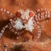 A beautiful boxer crab in eastern Indonesia