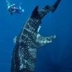 Diver with a whale shark in Cenderawasih Bay