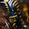 A crinoid shrimp in the Banda Sea