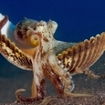 An octopus walks across the Flores Sea floor with a shell
