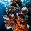 A spectacular bommie of sea squirts in Raja Ampat