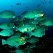 Bumphead parrotfish in Raja Ampat