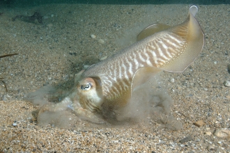 Cuttlefish digging for sand eels