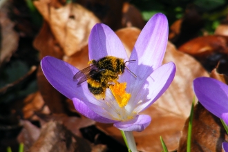 Buff-tailed bumblebee on Crocus © Jane Adams