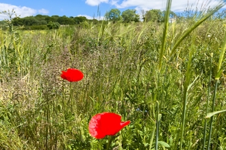 Wild flowers in a field at Wild Woodbury