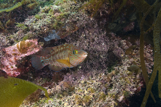 Corkwing wrasse 