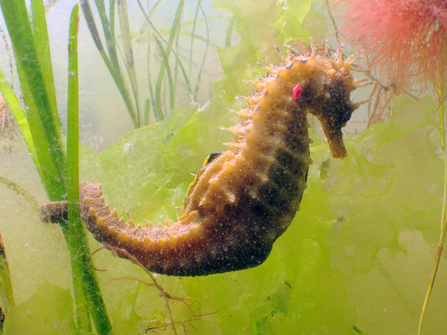 Seahorse 