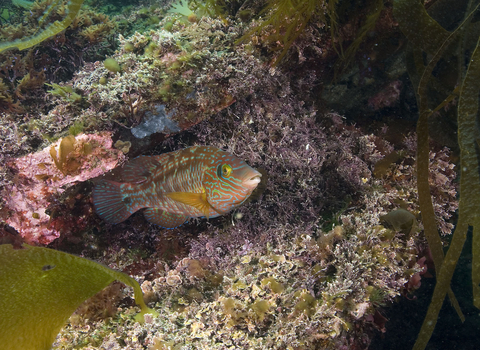 Corkwing wrasse 