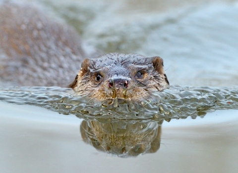 Otter © Andy Rouse/2020VISION