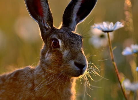 Brown Hare Lepus europaeus in Ox-eye Daisies © David Tipling/2020VISION