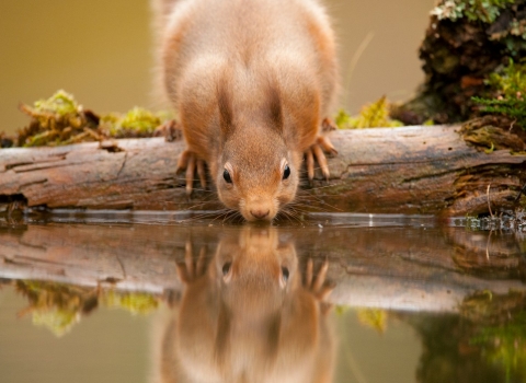 Red squirrel (Sciurus vulgaris) drinking at woodland pool, Scotland, November - Mark Hamblin/2020VISION