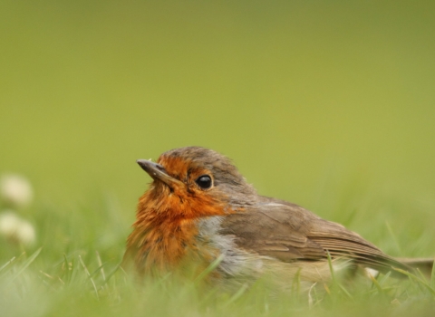 Robin © Tom Hibbert