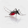 Dengue