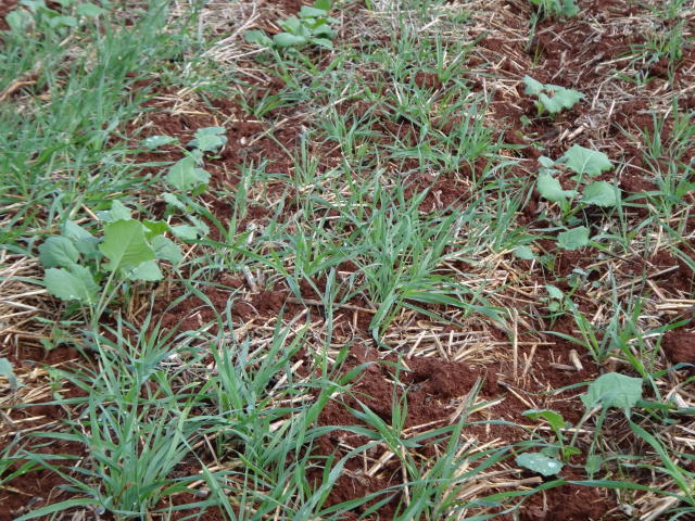 Imagem de Resistência de plantas daninhas a herbicidas no Brasil: Plataforma de dados