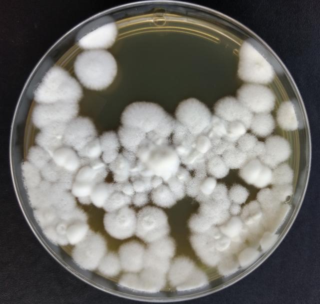 Imagem de Processos mais eficientes e de menor custo na produção em larga escala de agentes de biocontrole