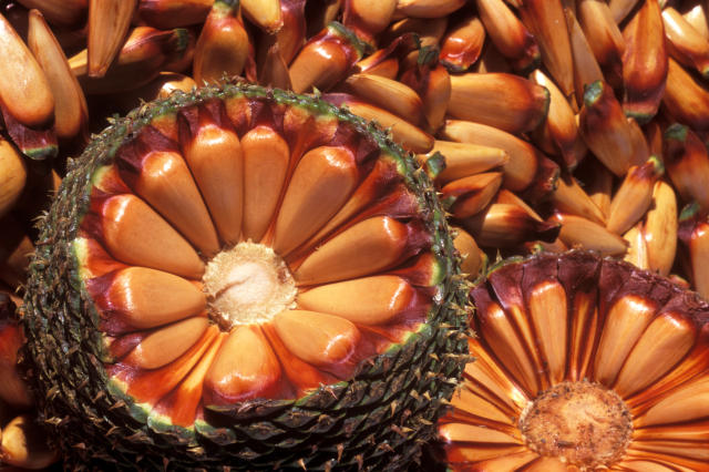 Imagem de Processo de descascamento e secagem de pinhão (Araucaria angustifolia) para obtenção de farinha