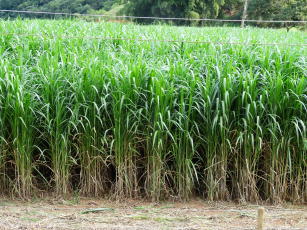 Imagem de Controle químico de plantas daninhas na implantação e no pós-corte do capim-elefante