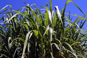 Imagem de Panicum maximum cv. Mombaça