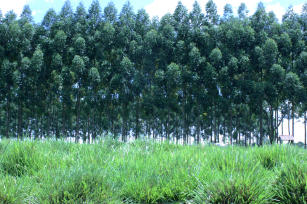 Imagem de Panicum maximum - Massai