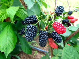 Imagem de Obtenção de sucos de frutas e aroma concentrados pela tecnologia de membranas