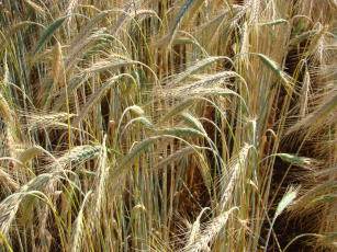 Imagem de Triticale  BRS Surubim