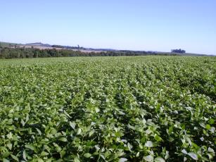 Imagem de Bioproduto com ação na fixação de nitrogênio e na promoção de crescimento de plantas