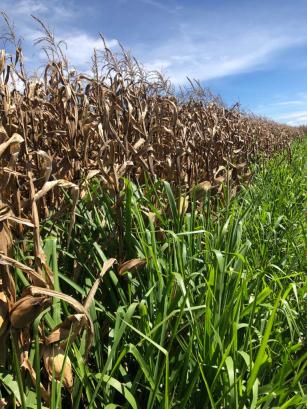 Imagem de Consórcio de milho com Panicum maximum cultivar BRS Zuri para manejo de plantas daninhas tolerantes ou resistentes ao herbicida glyphosate