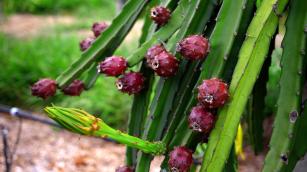 Imagem de Pitaya BRS MPC (BRS Minipitaya do Cerrado) - casca vermelha com espinhos e polpa branca