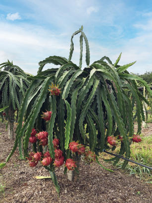 Imagem de Pitaya BRS LZC (BRS Luz do Cerrado) - casca vermelha e polpa branca