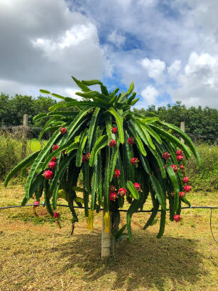 Imagem de Pitaya BRS GC (BRS Granada do Cerrado) - casca vermelha e polpa roxa