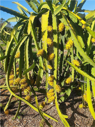 Imagem de Pitaya BRS AC (BRS Âmbar do Cerrado) - casca amarela com espinhos e polpa branca