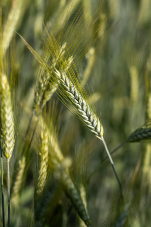 Imagem de Triticale - BRS Zênite