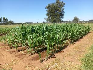 Imagem de Agro-Efluente - uso de biofertilizante gerado por Fossa Séptica Biodigestora