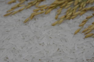 Imagem de Arroz - BRS A709